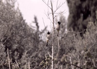זוג ציפורים בולבול - יקב דרימיה - יקב בוטיק בסוסיא, חבל יתיר